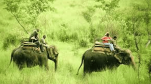 safari and wildlife tours in Nepal